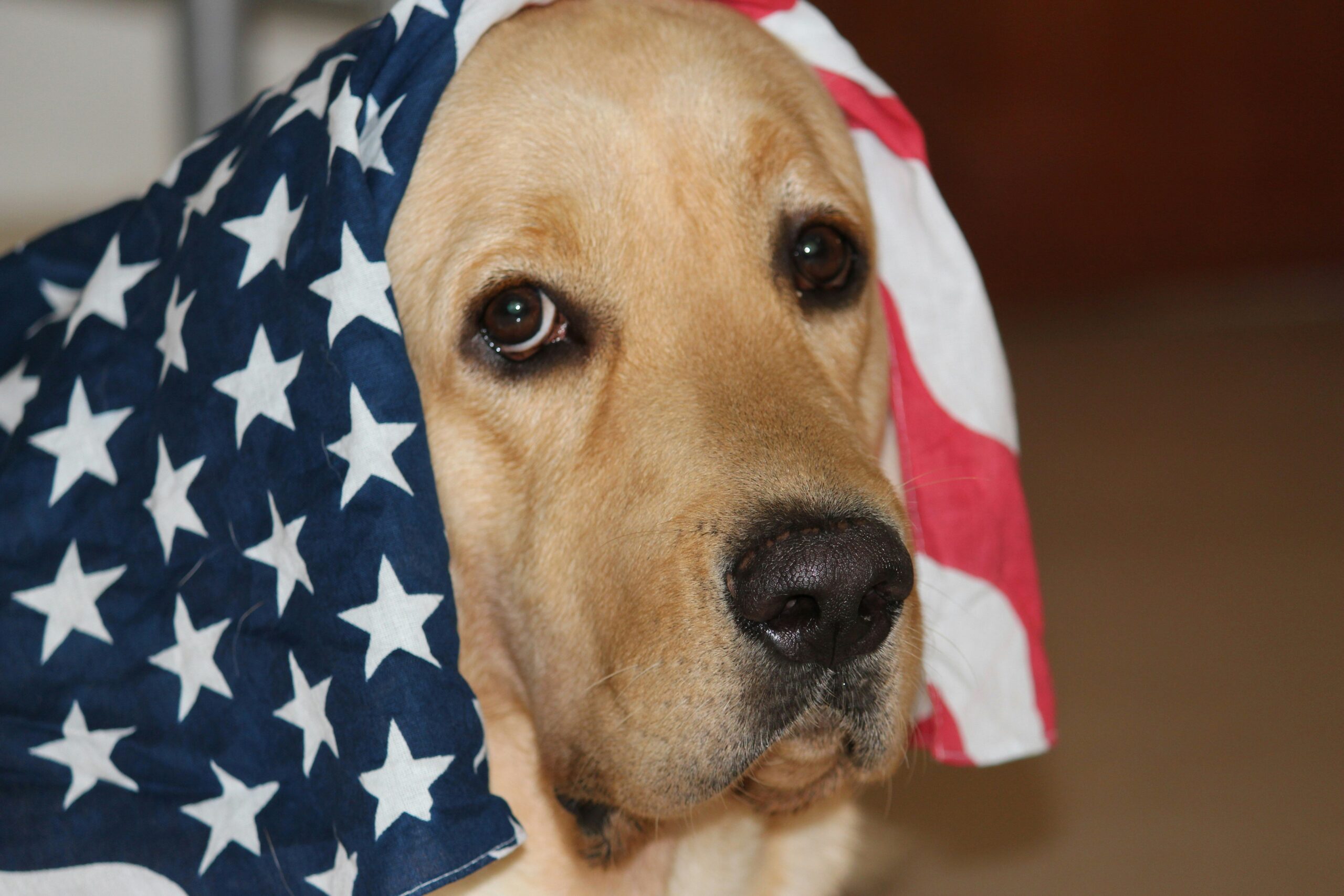 Memorializing Retired Dogs: Honoring the Heroes Who Served Us