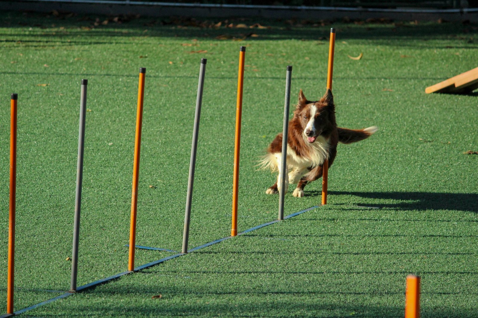 Photo of a happy senior dog practicing basic commands in a park