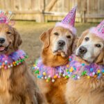 Service Dog Retirement Tips: How to Honor Their Legacy and Transition Them into a Happy Retirement