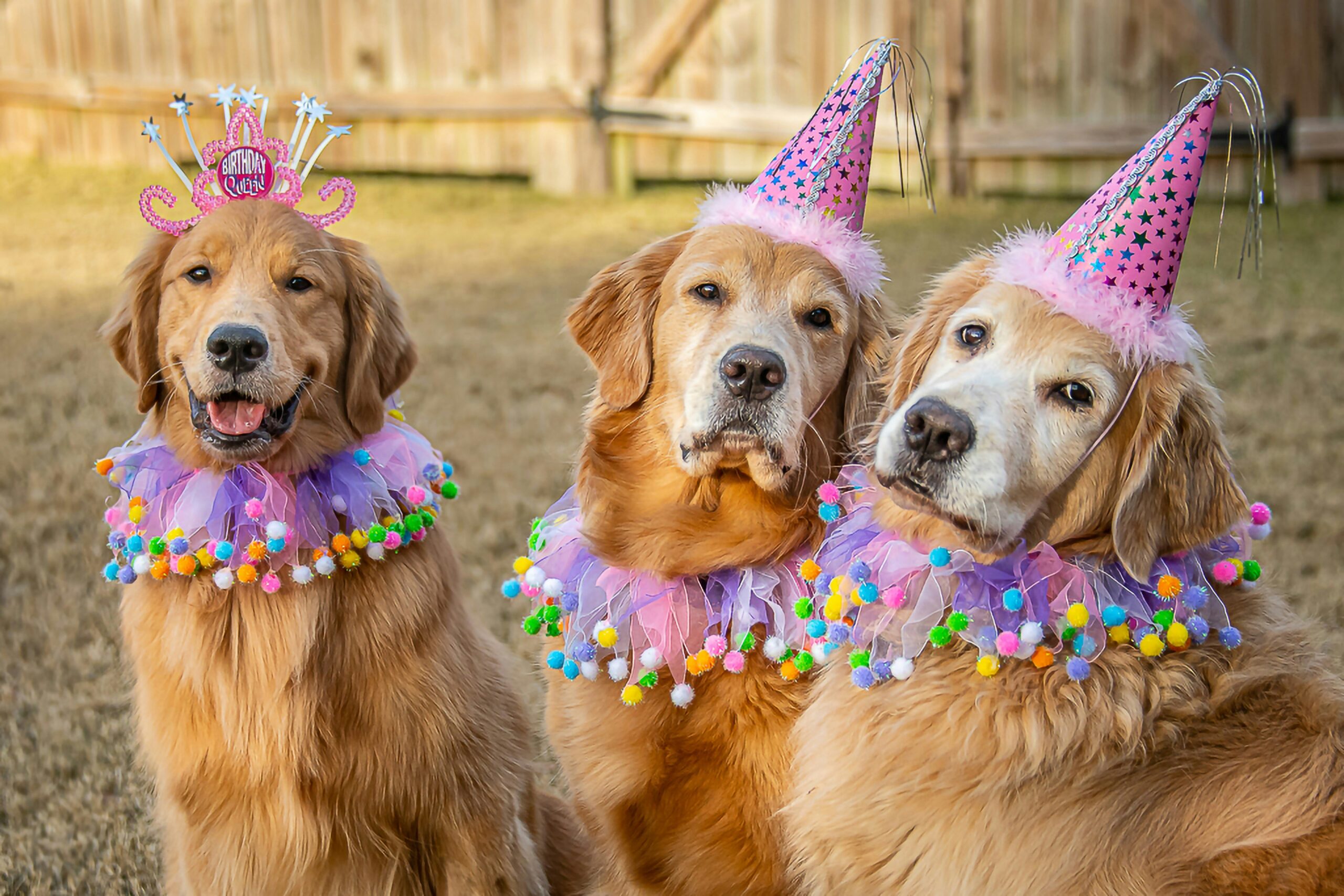 Service Dog Retirement Tips: How to Honor Their Legacy and Transition Them into a Happy Retirement