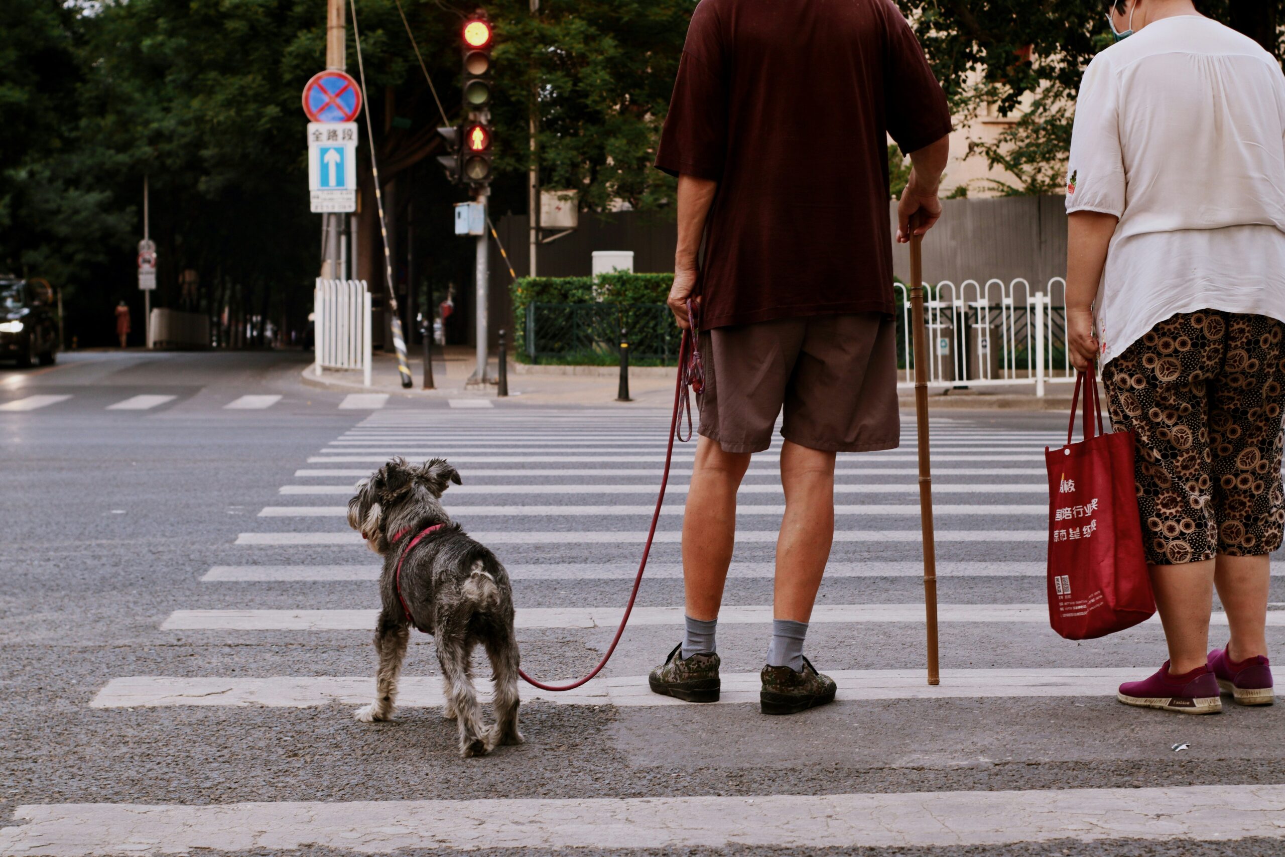 Toby the Lab bounding confidently alongside his handler near Times Square.