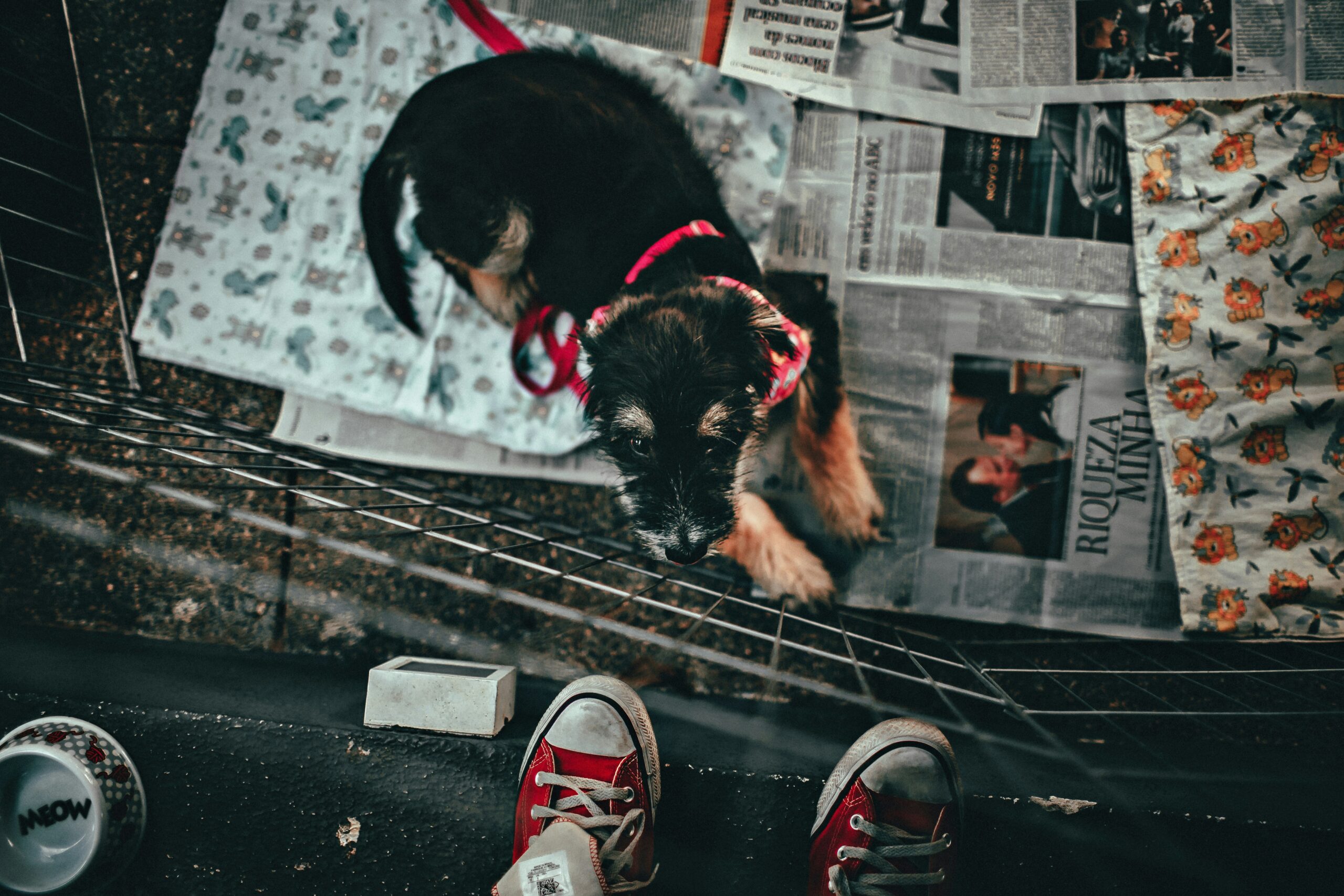 Wall covered with photos of guide dogs achieving various milestones