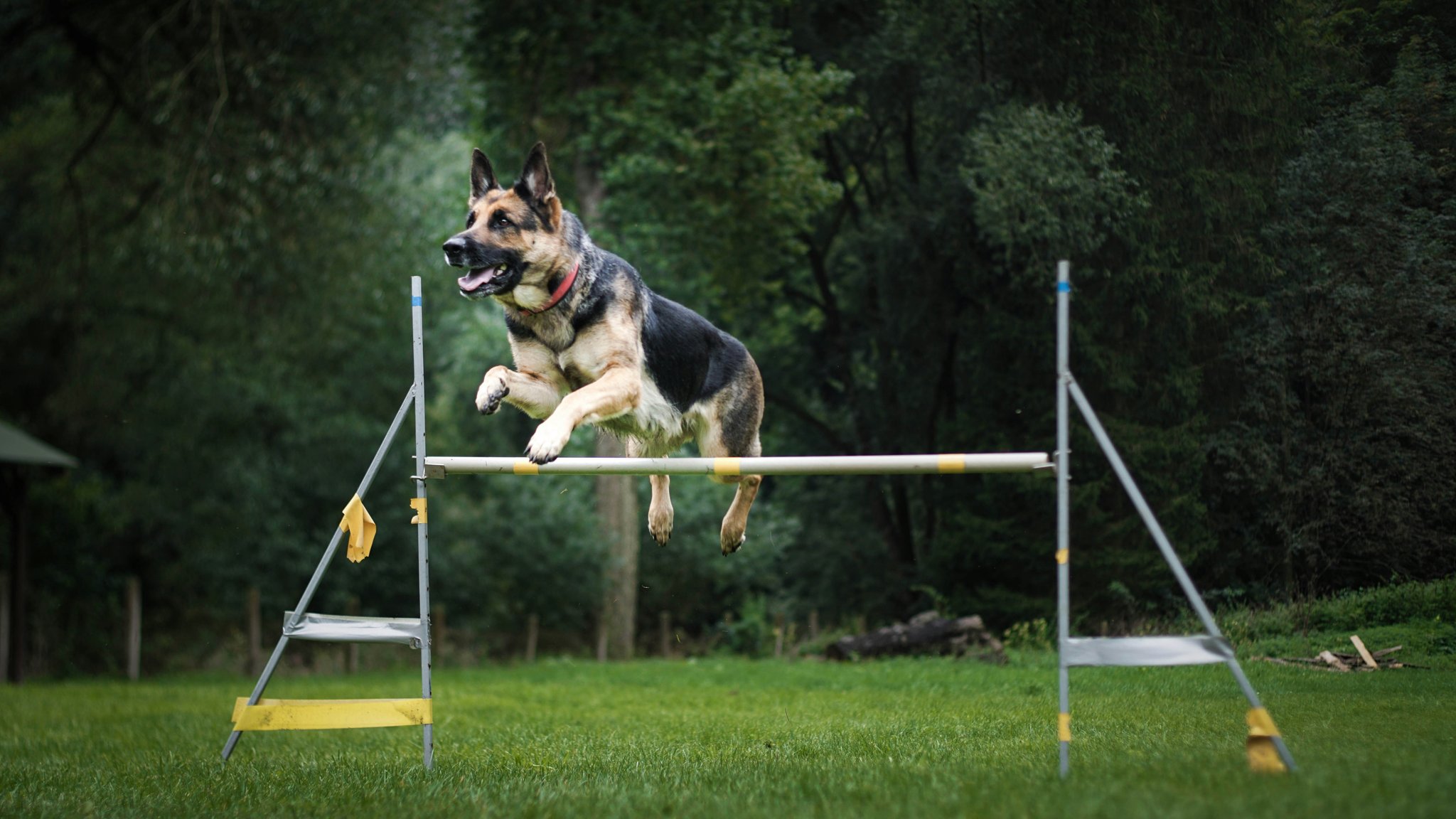 A detailed setup of a DIY support dog obstacle course featuring ramps, tunnels, and cones.