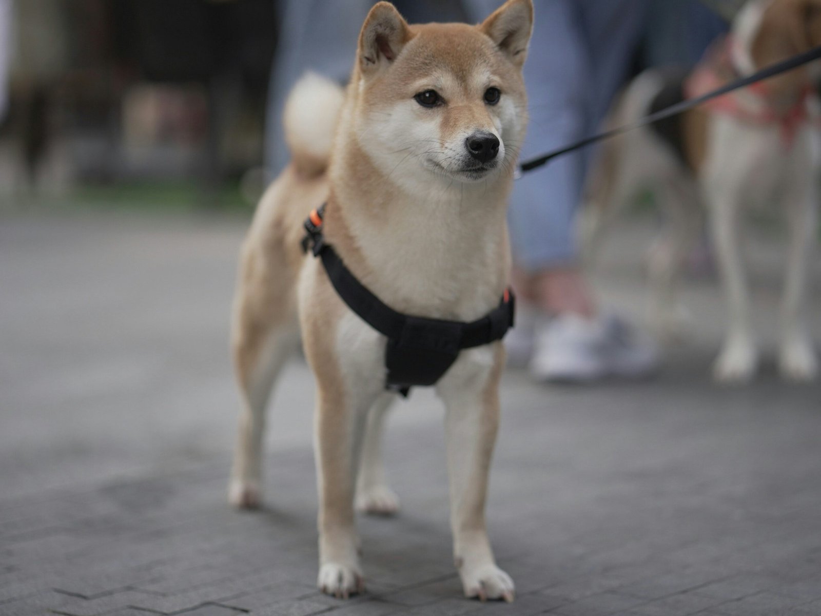A guide dog navigating a busy crosswalk with its handler.