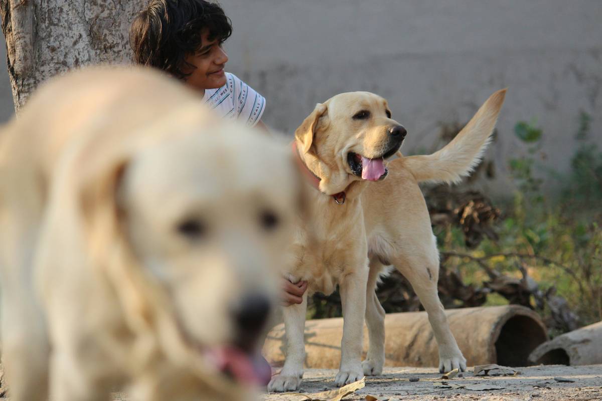 A lone handler working with their guide dog outdoors.