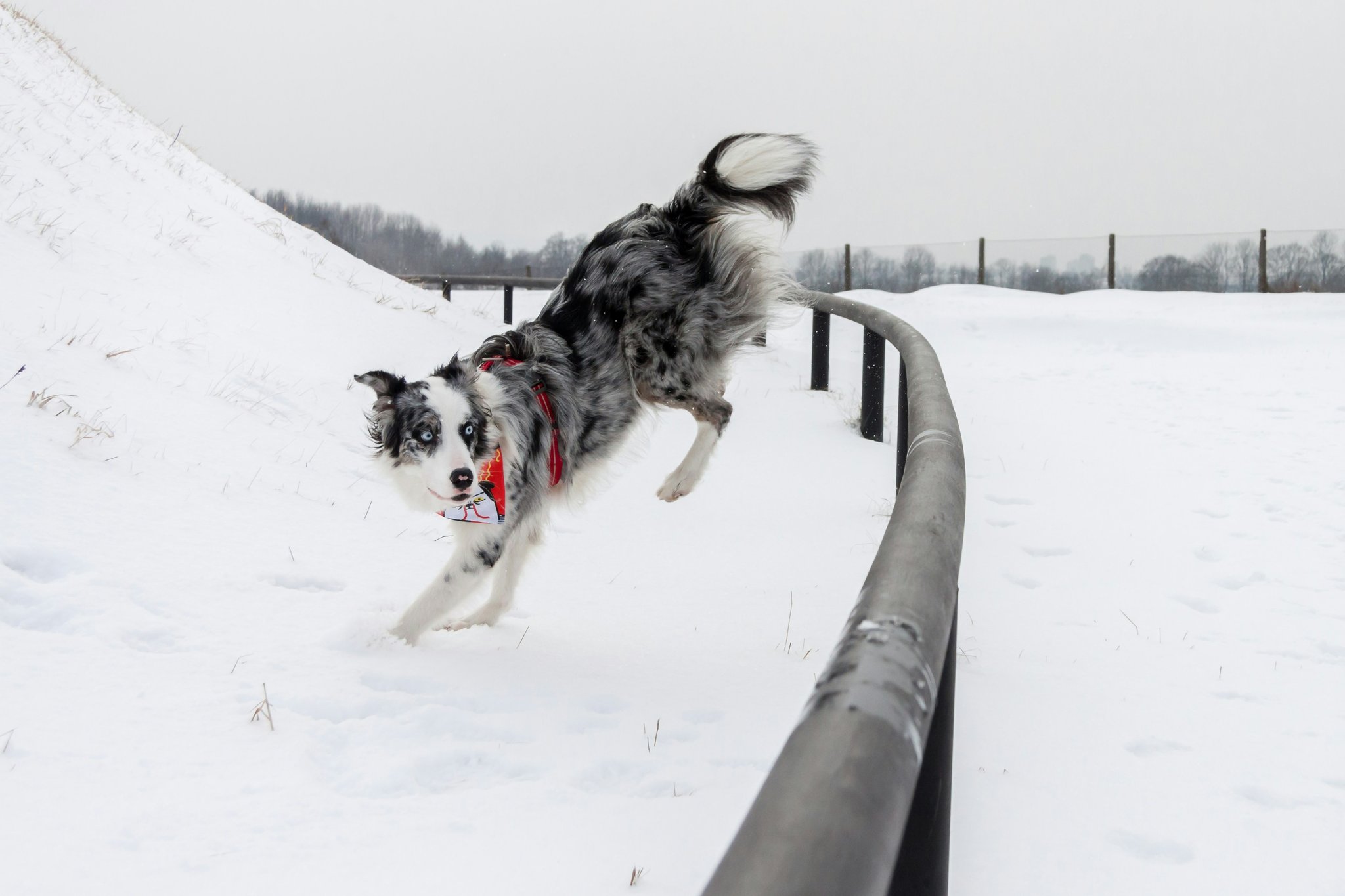 A trainer guiding a dog over a mini ramp in an obstacle course session.