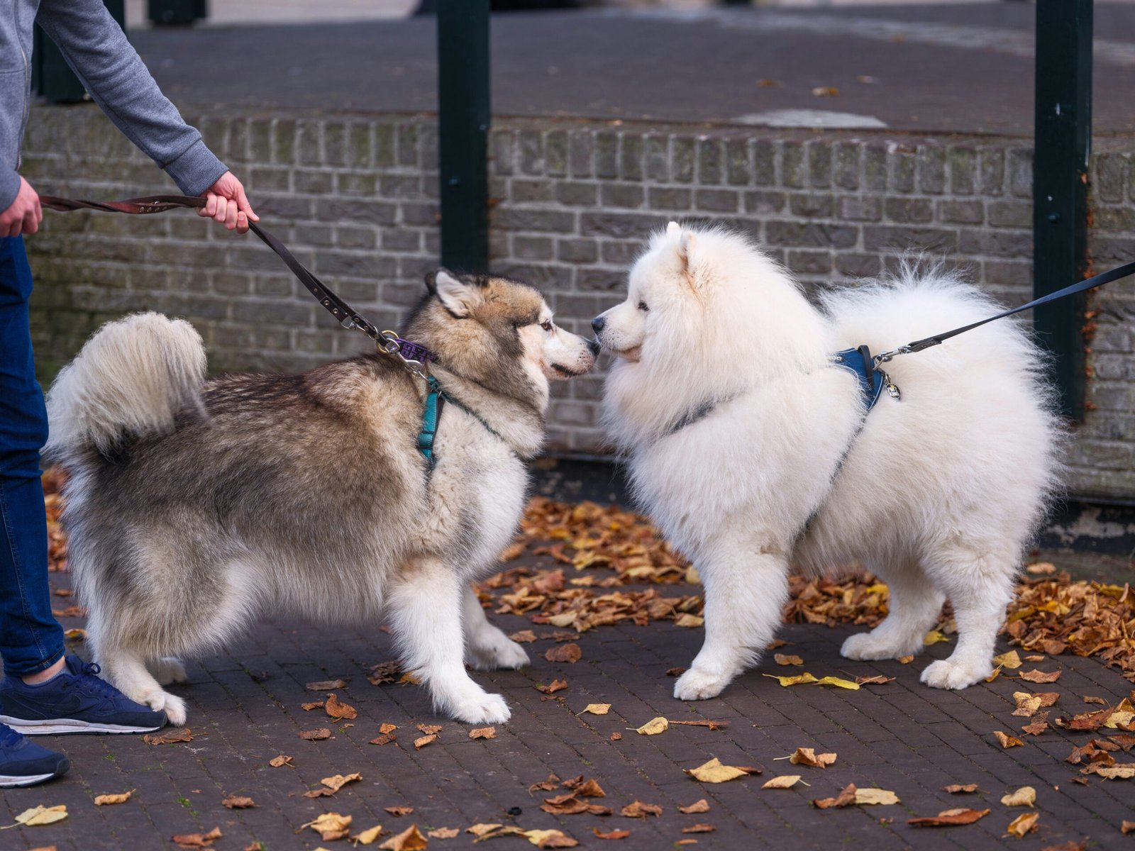 Dog trainers leading a class of six dogs in an obedience exercise