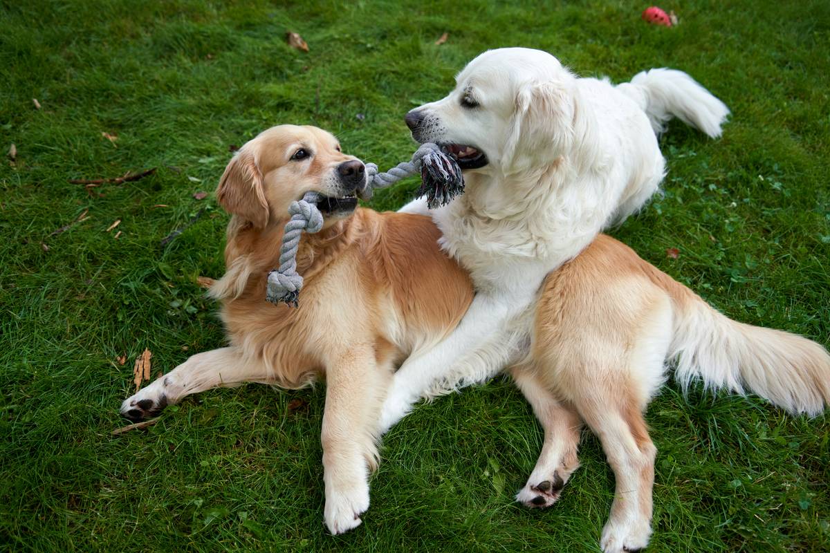 Mastering Guide Dog Group Bonding: The Key to Effective Training