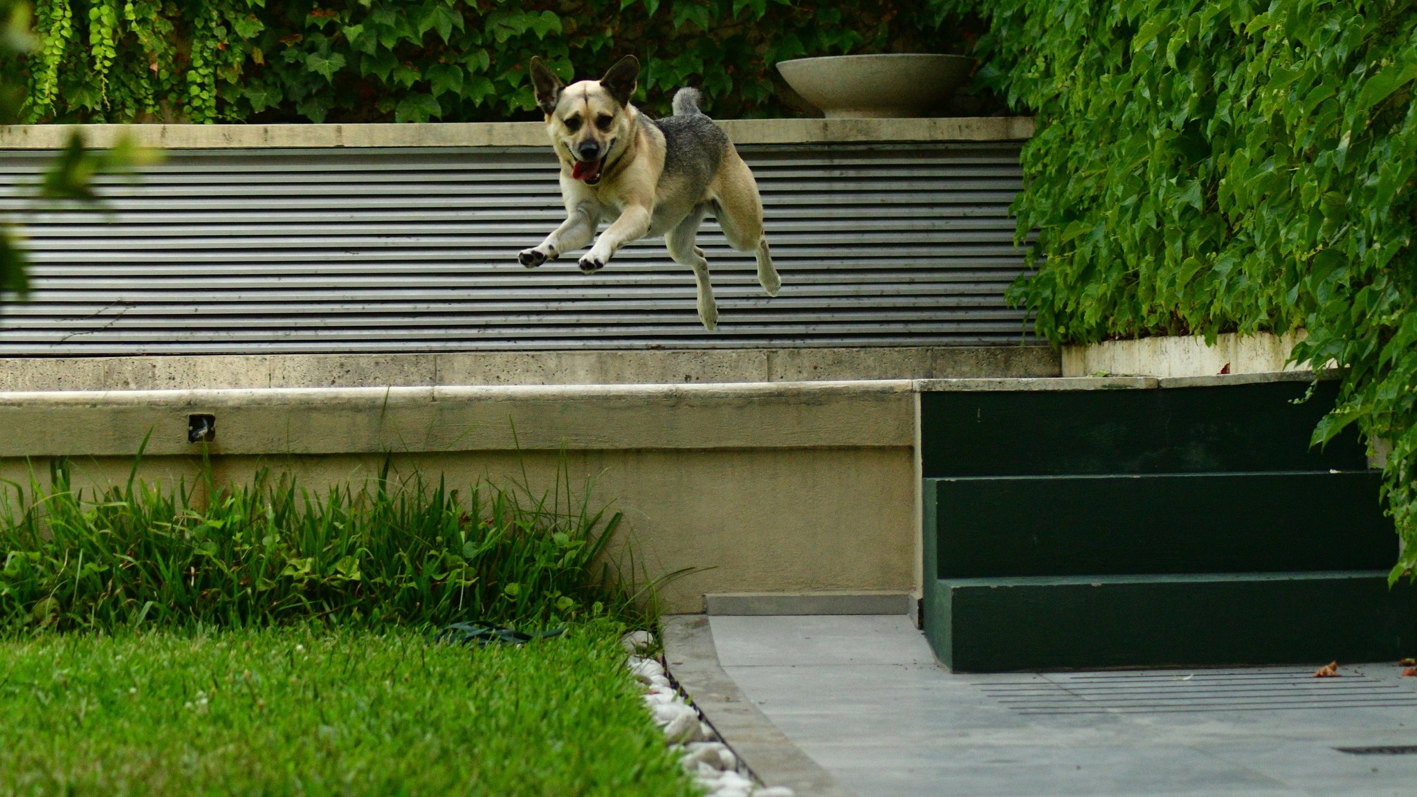 Max the German Shepherd successfully clearing a hurdle during a sunny afternoon training session.