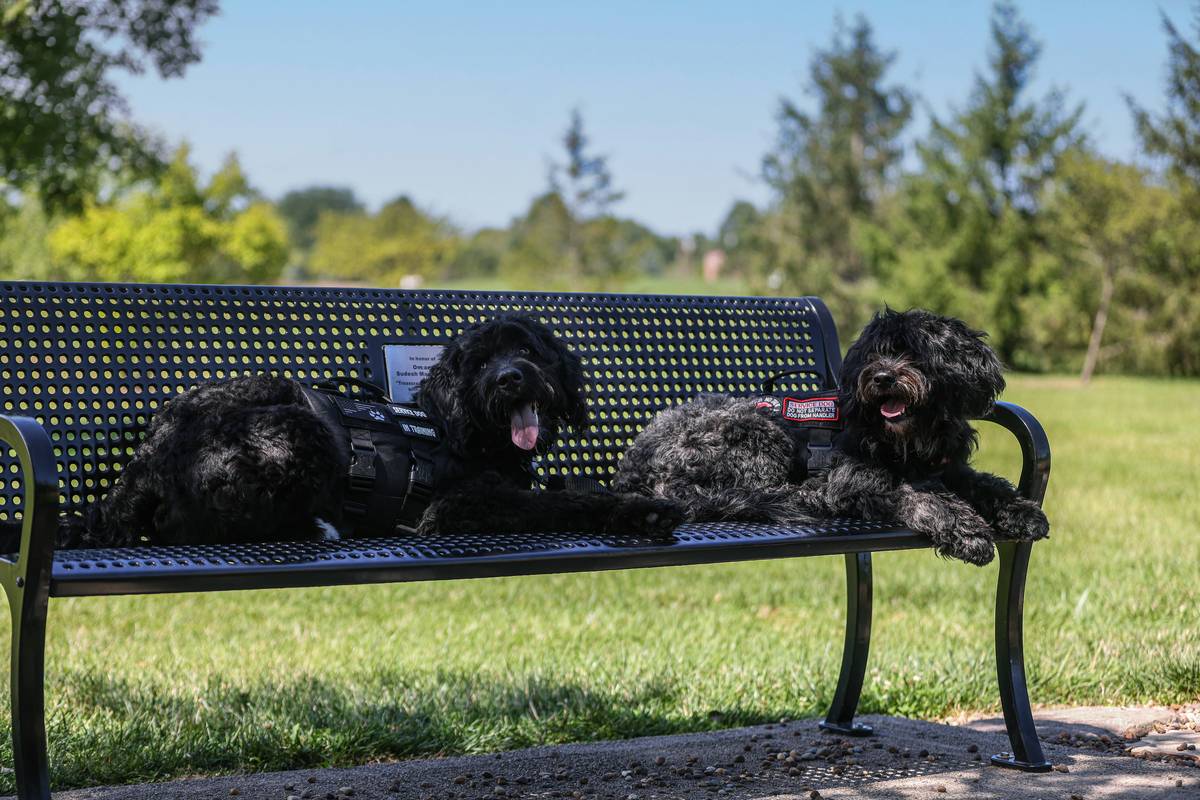 Multiple handlers and guide dogs practicing together in a park.