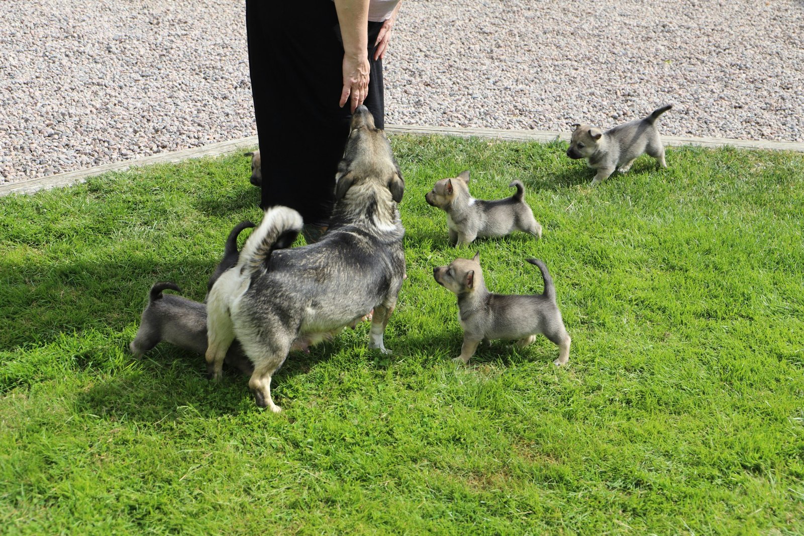 Three service dogs sitting calmly together at a park