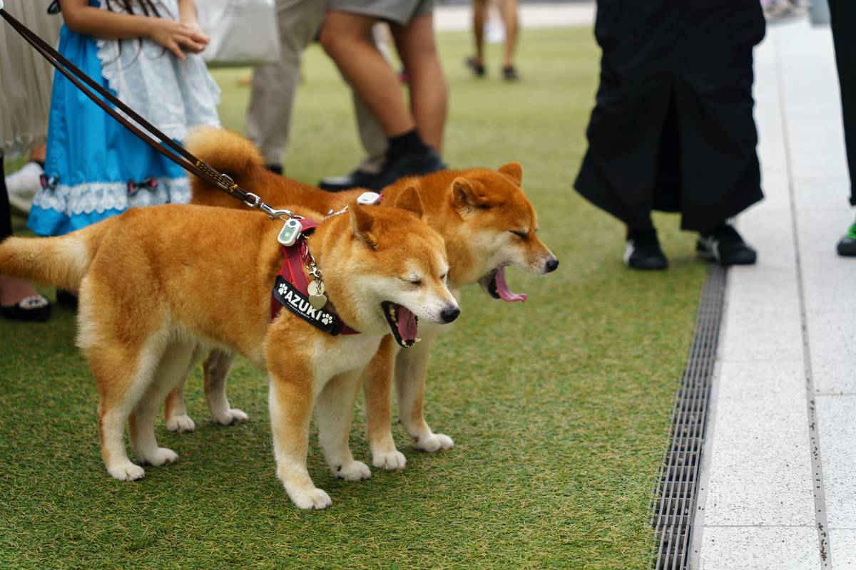 Why Support Dog Group Activities Are Crucial for Guide Dog Training Success