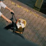 7 Creative Support Dog Team Bonding Ideas That Strengthen Your Partnership