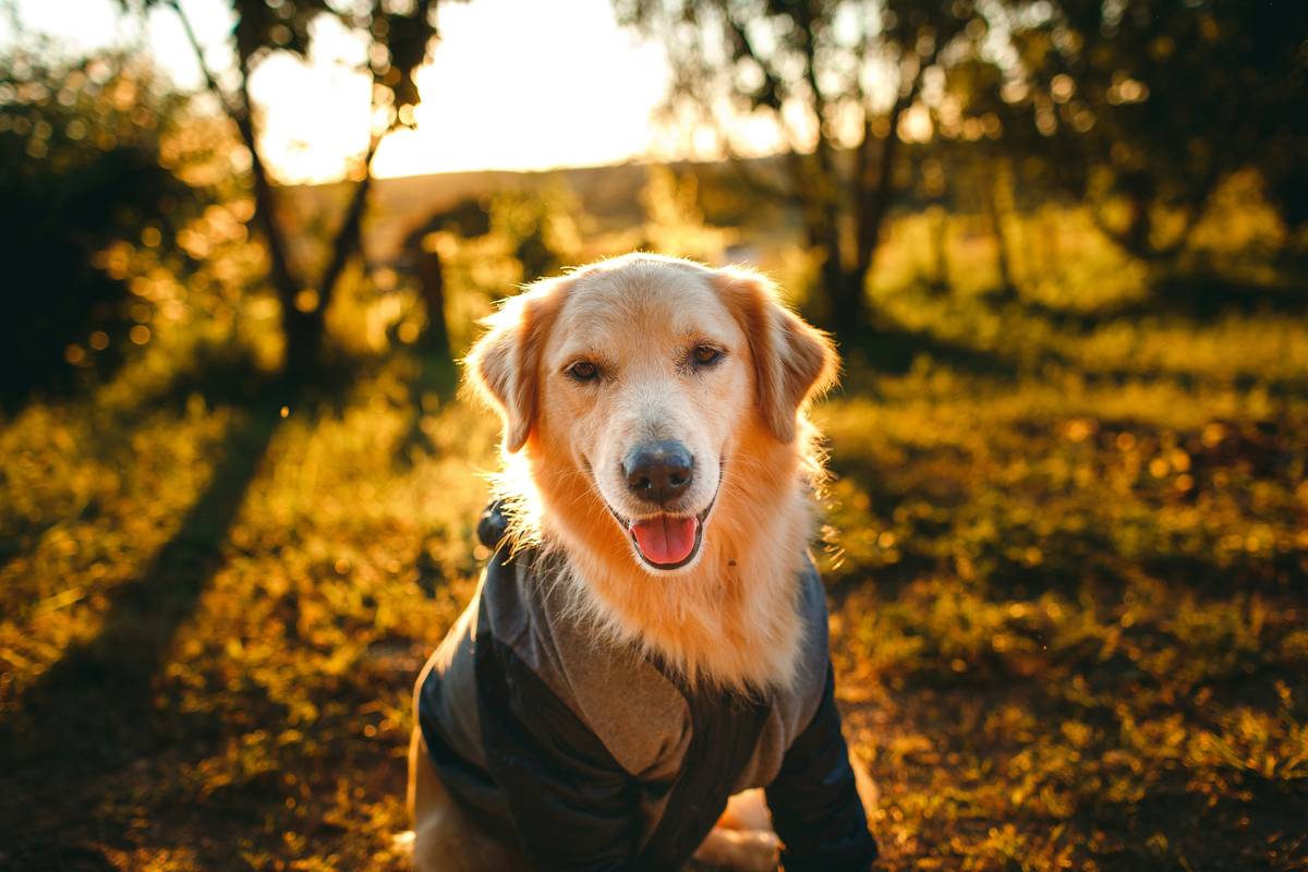 A gray-muzzled Labrador playing fetch in a park, looking joyful despite age.