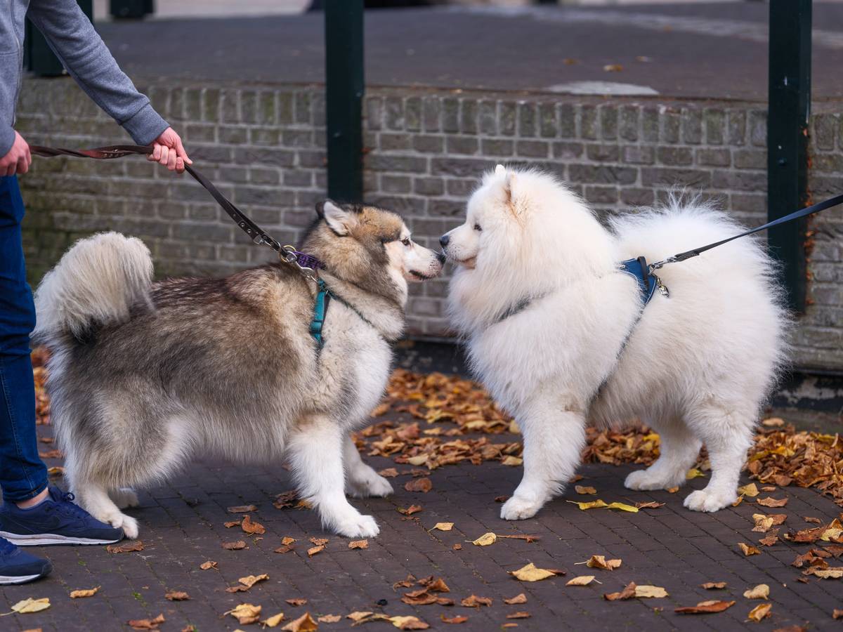 A group of service dogs sitting calmly during a training session outdoors.