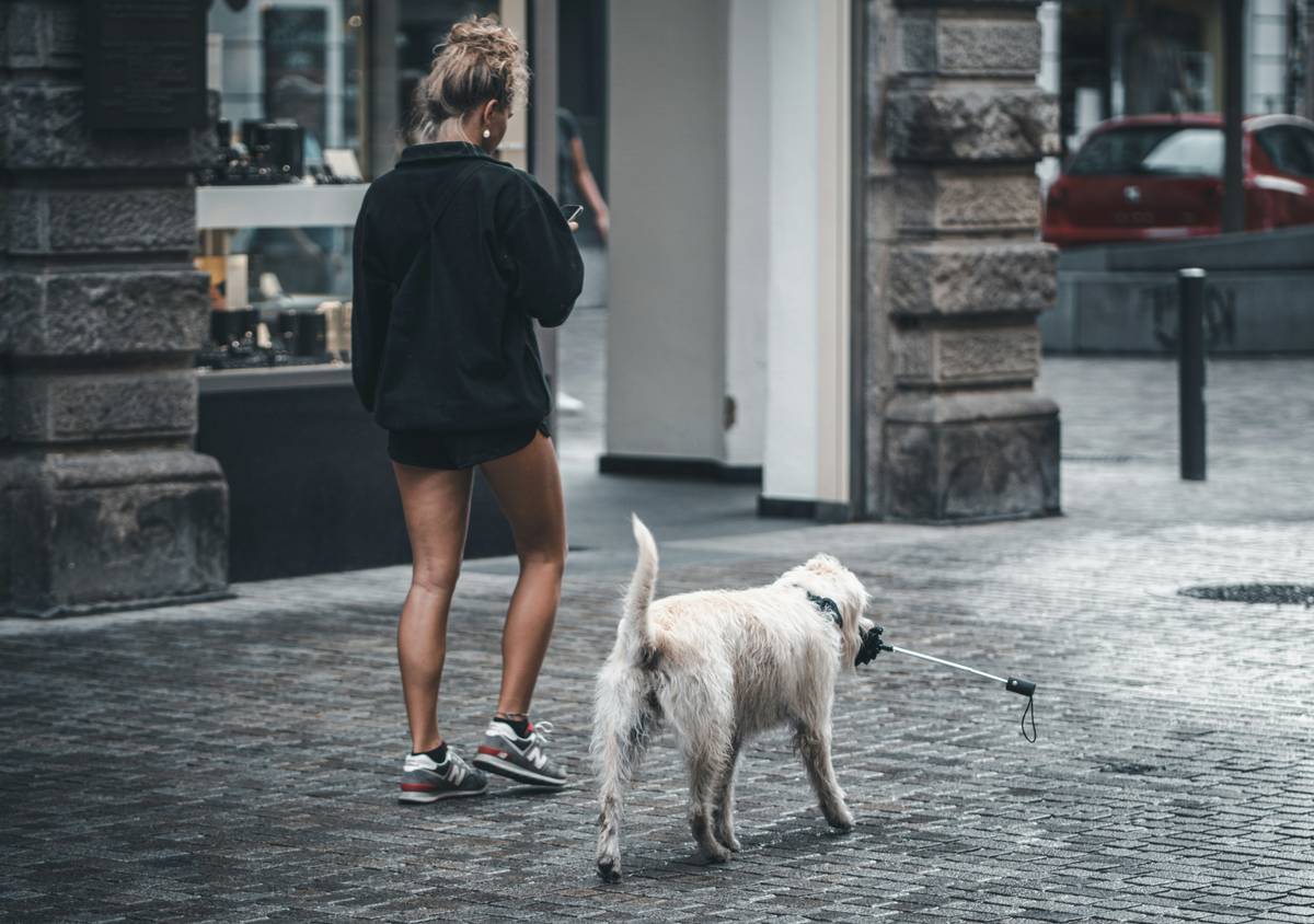 A guide dog leading its handler safely across a crosswalk in an urban environment.
