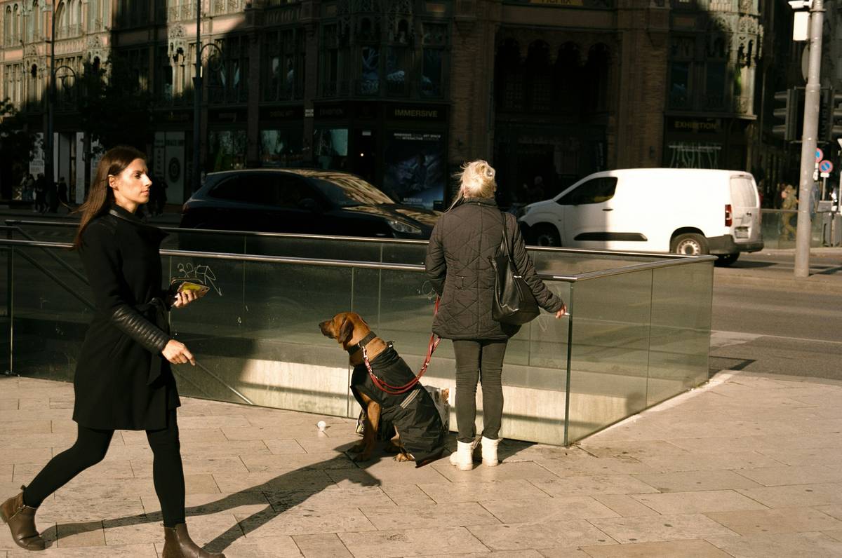 Guide Dog Navigating City Streets A guide dog navigating through a busy city intersection with its handler.
