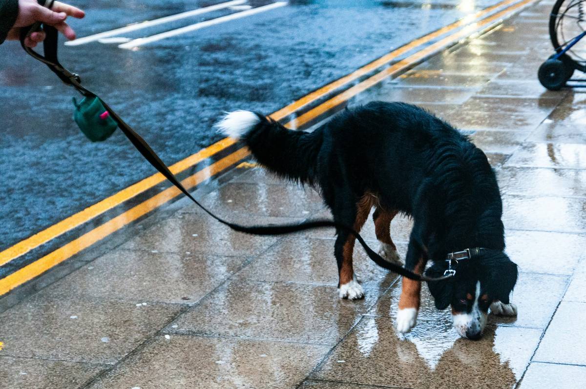 A guide dog practicing an obstacle course designed for path training.
