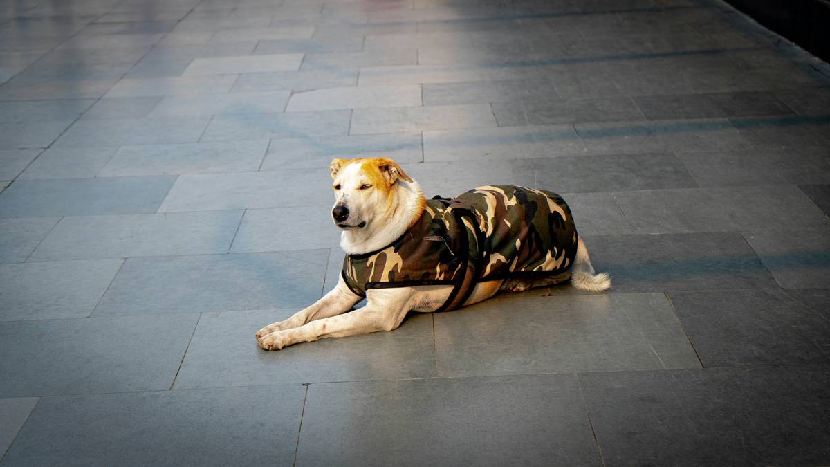 A handler playing tug-of-war with a retired service dog outside