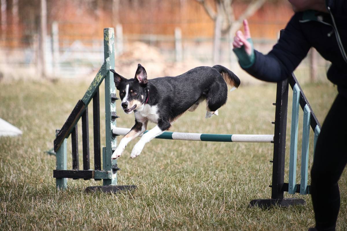 A service dog navigating an agility course with cones and ramps.