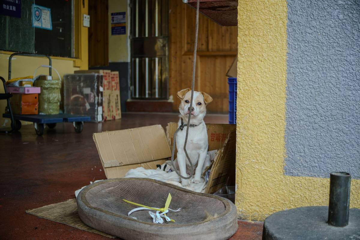 A silhouetted guide dog standing next to its owner against a sunset backdrop, symbolizing gratitude and closure.