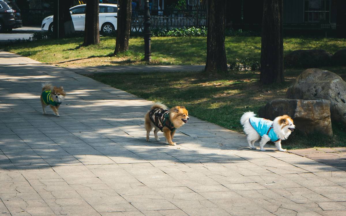 Dog Practicing Obstacle Avoidance A trainer guiding a dog around cones in a park setting.