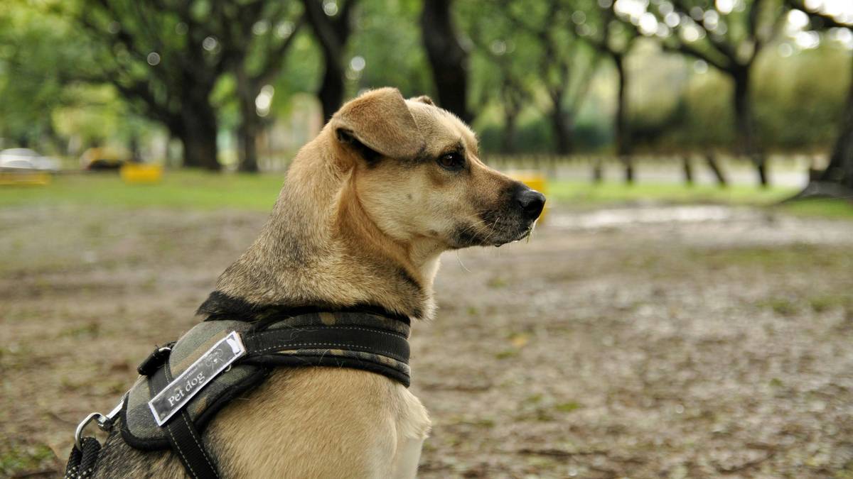 A trainer working with a guide dog in an urban setting