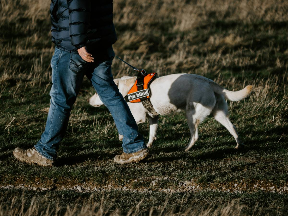 A woman working with her guide dog during outdoor agility training.