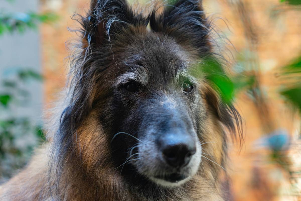 An elderly couple sitting on a porch with their retired Golden Retriever relaxing at their feet.
