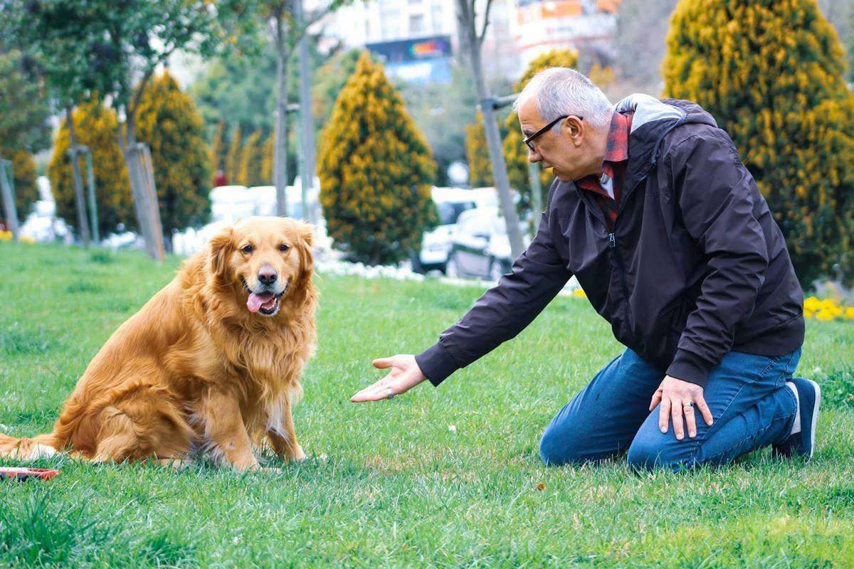 An older dog sniffing around in a park, enjoying its newfound freedom after retirement.