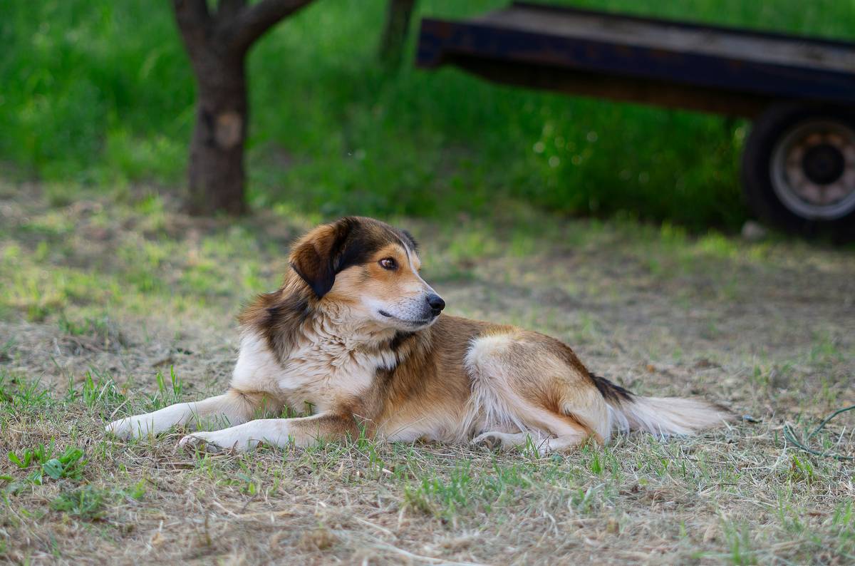 Five icons representing key tips for supporting retired guide dogs