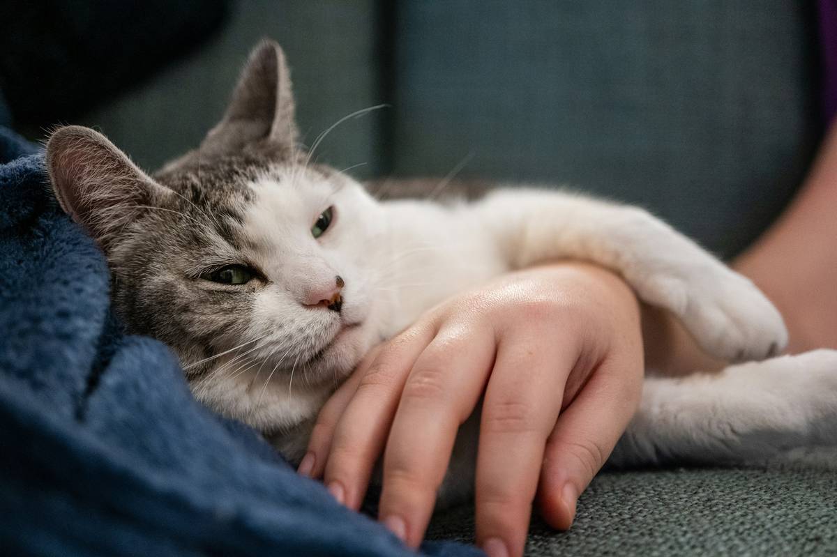 Golden retriever lying peacefully under sunset