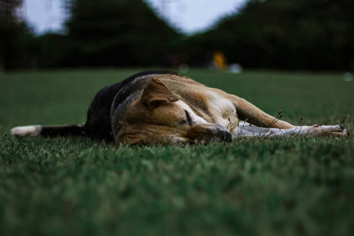 Guide Dog Retirement Preparation: How to Ease the Transition for Your Furry Hero