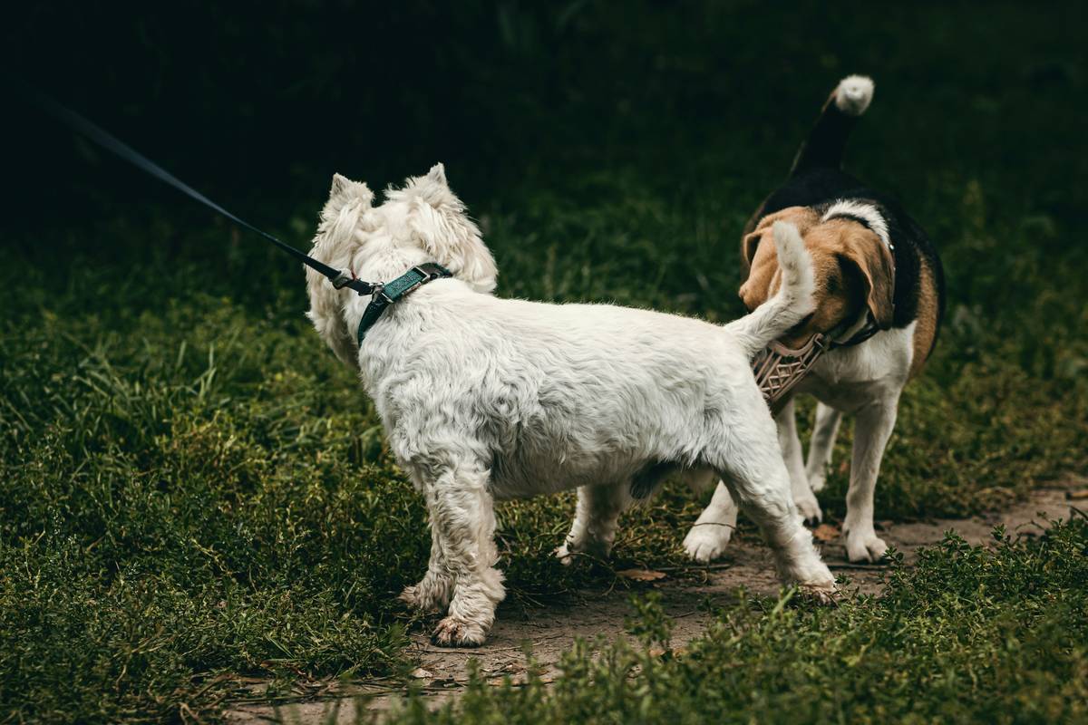 Handler practicing obedience exercises with their guide dog outdoors.