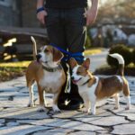 How to Ace Guide Dog Group Training: Insider Tips from a Pro