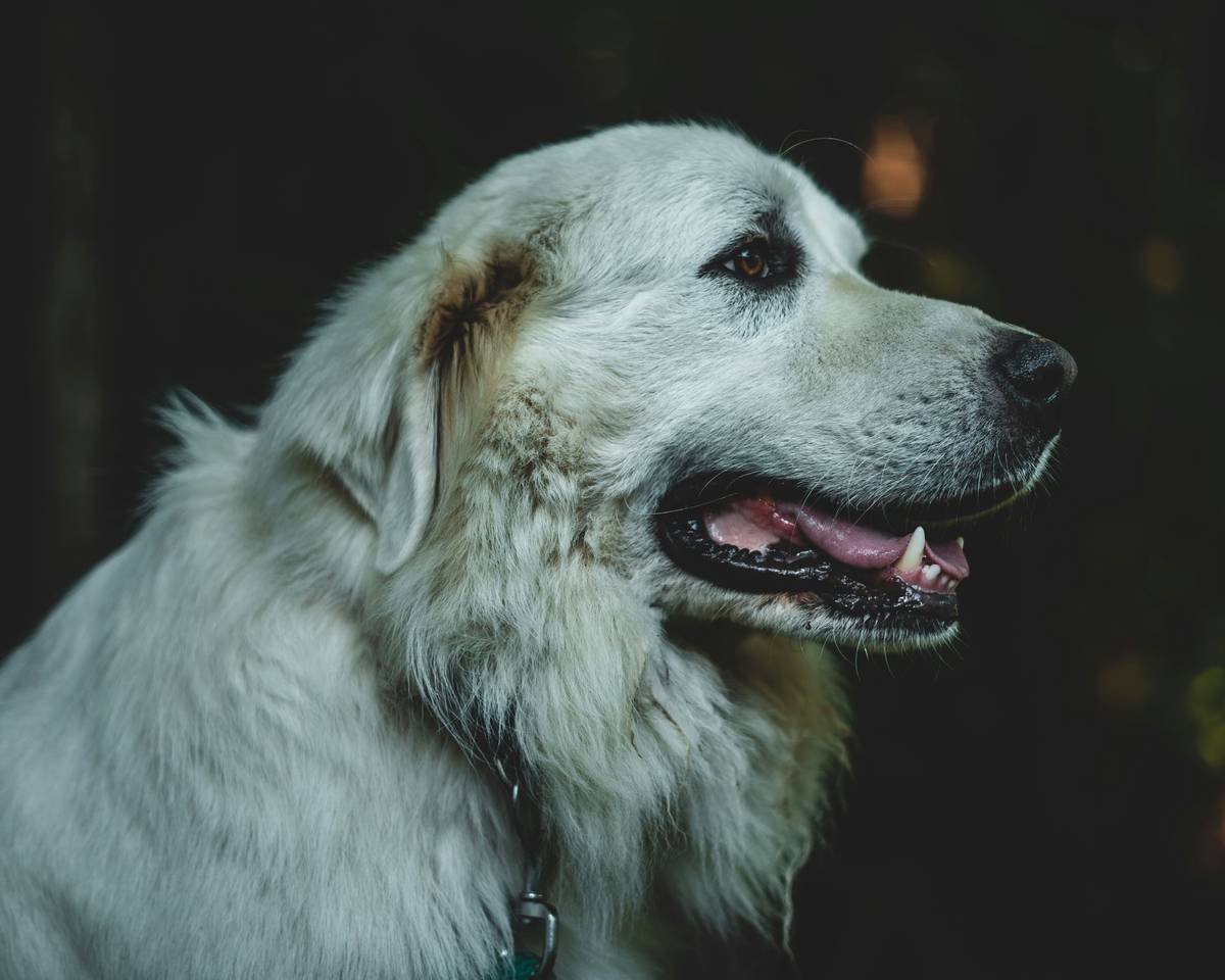 Illustration showing a daily schedule for a retired guide dog including playtime, meals, and relaxation.