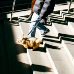 Mastering Service Dog Mobility Skills: The Ultimate Guide to Training Your Guide Dog