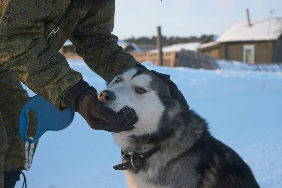 Mastering Service Dog Team Engagement: The Ultimate Guide to Building Lasting Bonds