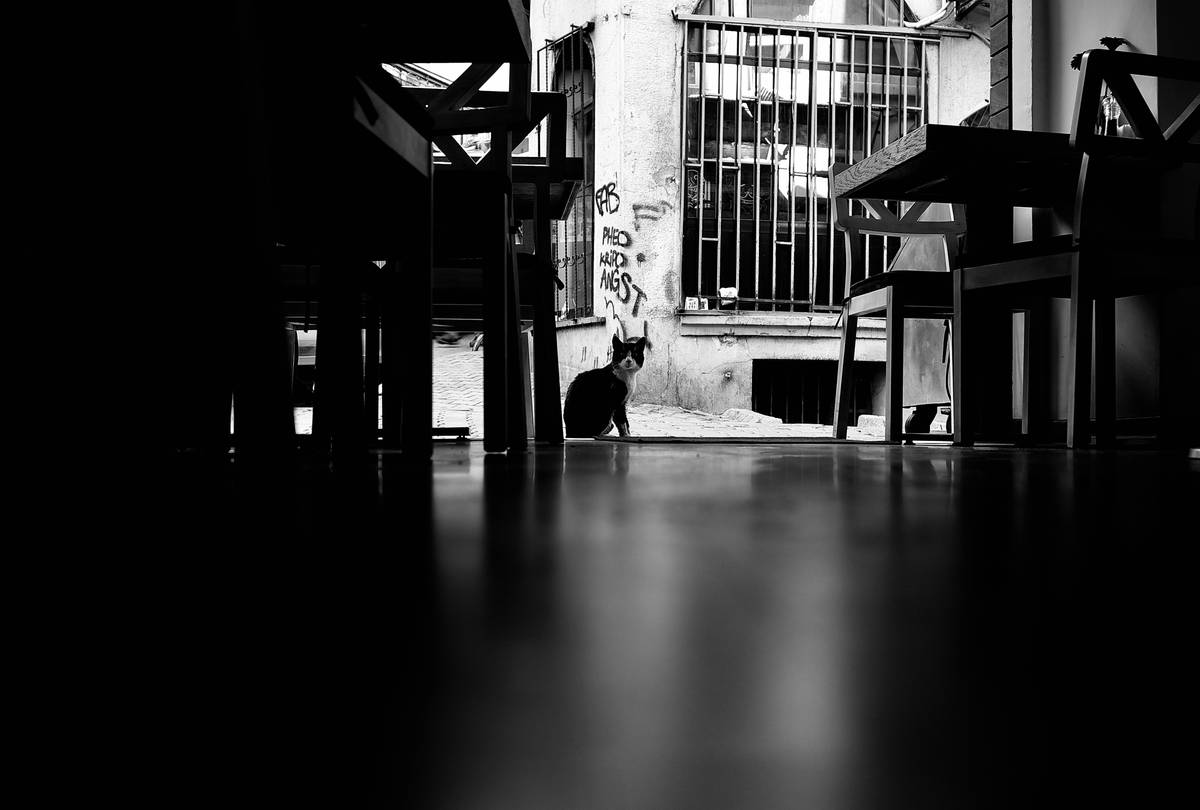 Service Dog Navigation Training: The Ultimate Guide to Raising a Canine Superhero