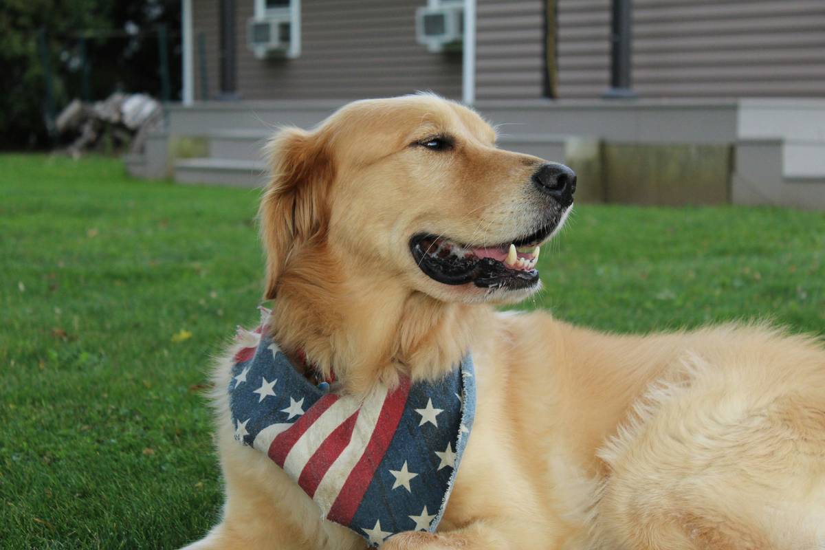 Service Dog Retirement Wellness: A Heartfelt Guide to Transitioning Your Hero