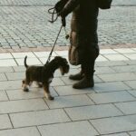 Service Dog Team Activities Local: The Complete Guide to Building a Strong Bond Through Training