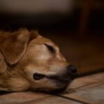 Support Dog Retirement Options: A Guide to Transitioning Your Hero into a Happy Retirement