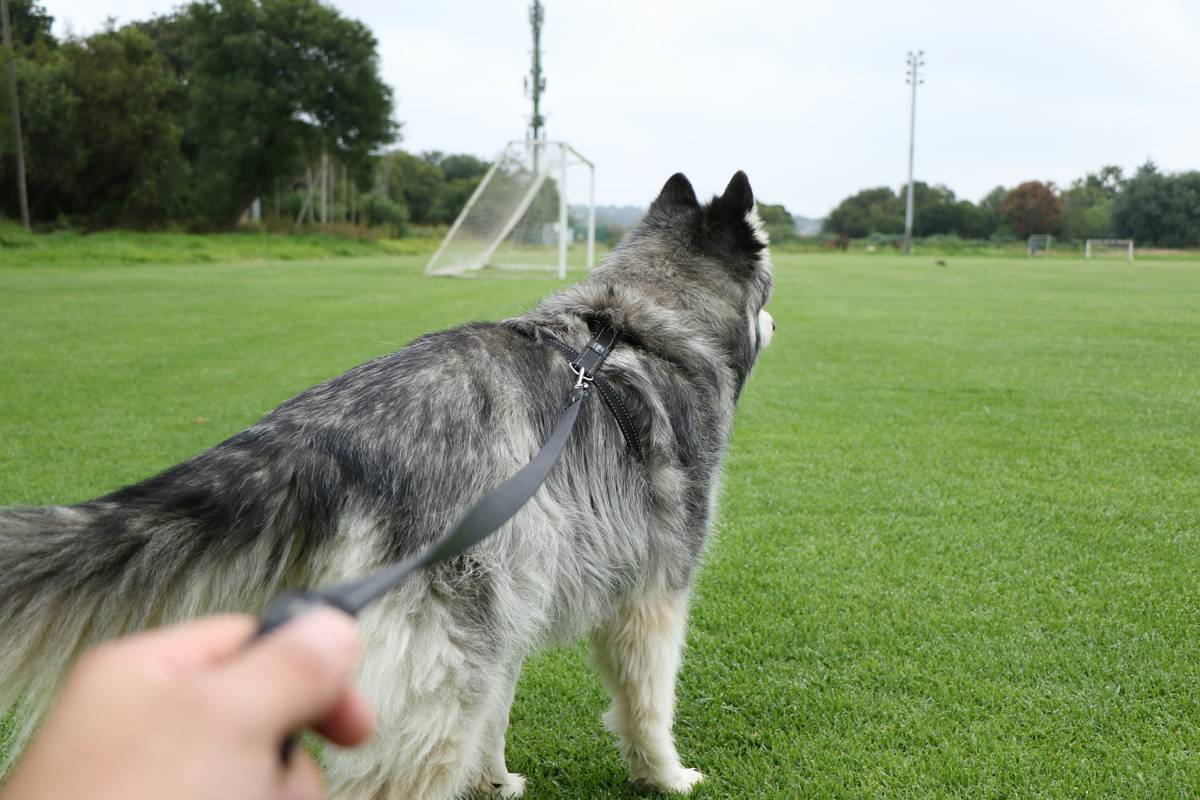 Trainer guiding a dog through a series of colorful hoops and tunnels.