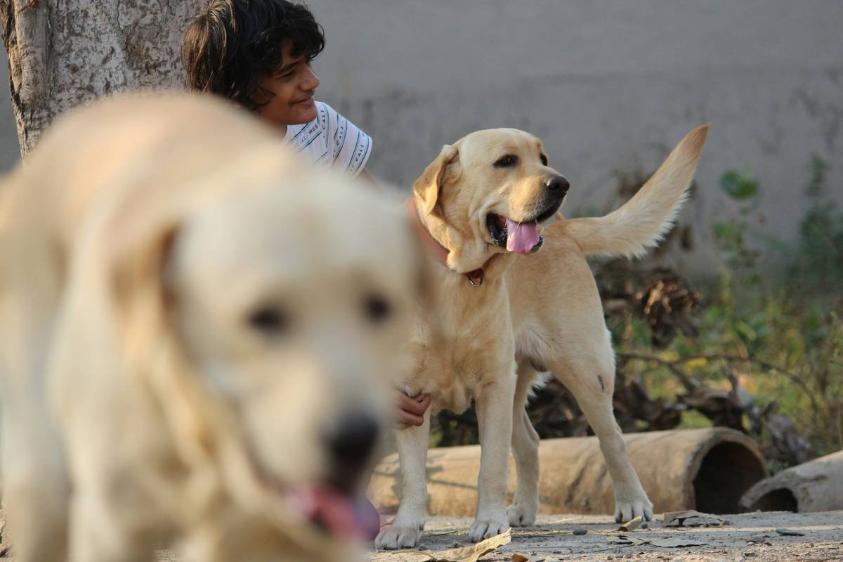 A blind handler smiling as their guide dog sits confidently next to them.