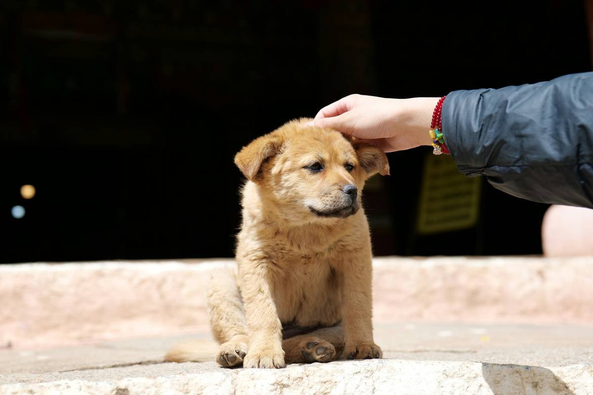A group of handlers interacting with trainers during a guide dog bonding workshop.