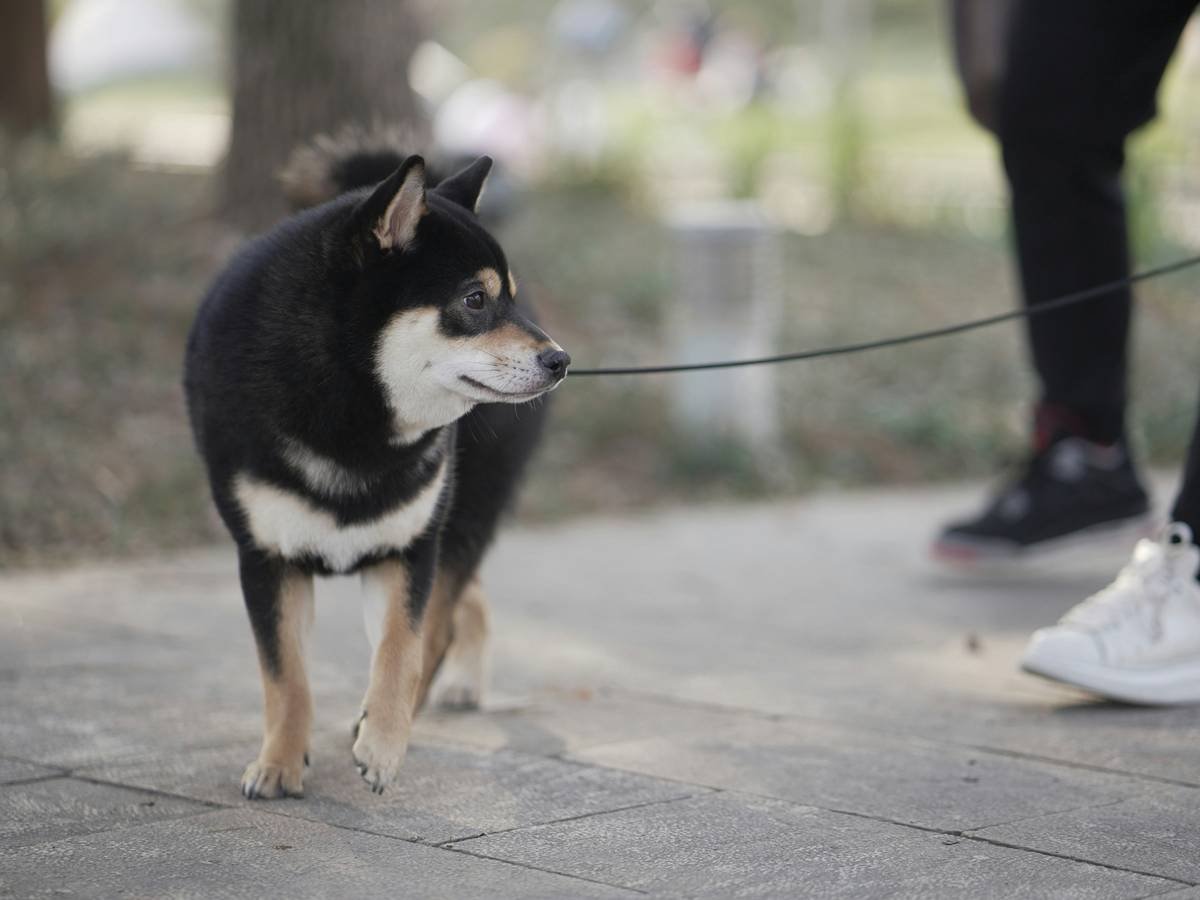 A guide dog in a harness practicing obstacle avoidance with a trainer