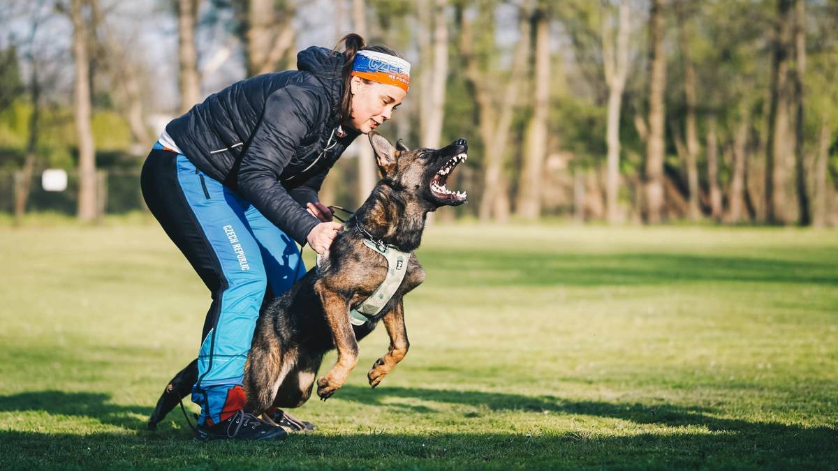 A handler working closely with a golden retriever during outdoor obedience training