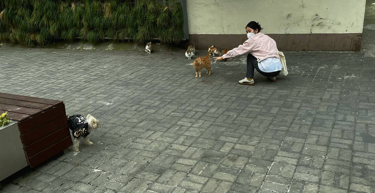 A pack of guide dogs sitting together calmly at a training session.