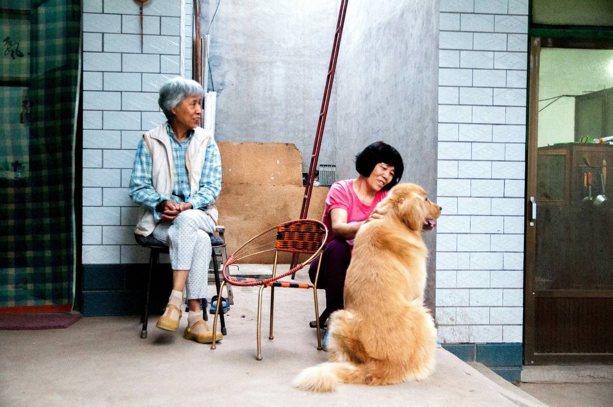 A retired guide dog resting on a cozy bed