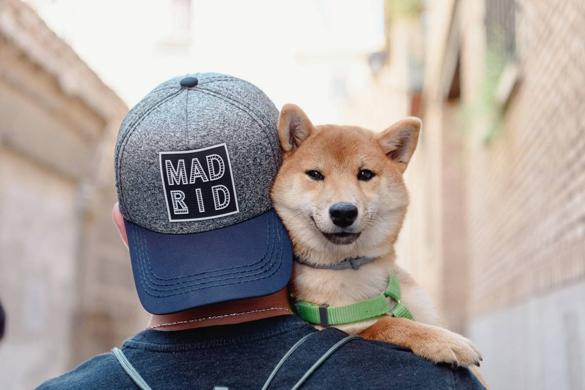 A trainer guiding a golden retriever across a busy street during an exercise session.
